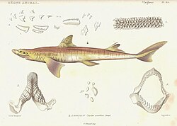 Plate from Le Règne Animal, 1828 edition