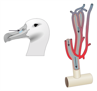 Salt gland of a bird and its inner structure