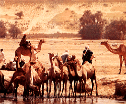 Camels at a watering hole in the semi-arid Sahel in Chad