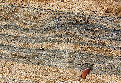 Heavy minerals (dark) in a quartz beach sand (Chennai, India)
