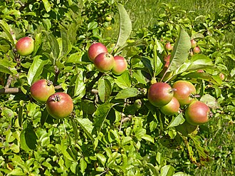 Ripe apples (M. domestica)