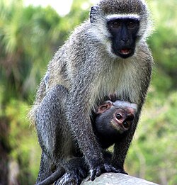 Vervet monkeys use at least four distinct alarm calls for different predators.[178]