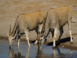 Drinking at Chudop waterhole in Etosha National Park, Namibia