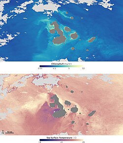 A satellite map of chlorophyll and phytoplankton concentration (top) paired with a map of oceanic surface temperatures at the same time (bottom). The thriving populations represented by green and yellow in the upper map correlate to areas of higher surface temperatures represented by yellow in the lower map (2 March 2009).