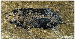 Fossil of Lusorex