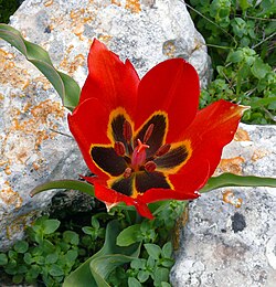 Levantine mountain tulip Tulipa agenensis