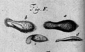 Earliest known illustration of Paramecium