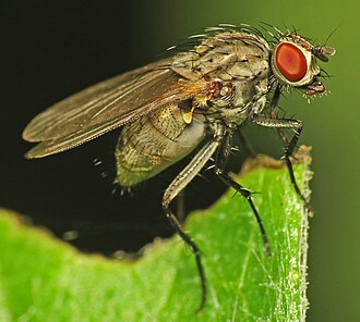 An Anthomyiid species showing characteristic dipteran features: large eyes, small antennae, sucking mouthparts, single pair of flying wings, hindwings reduced to clublike halteres