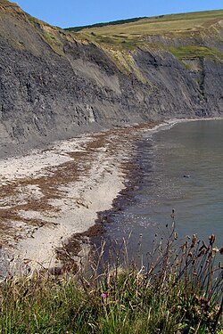 Kimmeridge Clay at Egmont Bight in the Jurassic Coast, southern England