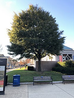 A young Live Oak in Washington, DC at Smithsonian Institution Building