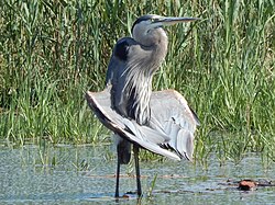Sunning, in the delta wing posture.