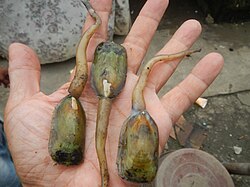 Lingula anatina sold as shellfish in a marketplace in Hagonoy, Philippines.