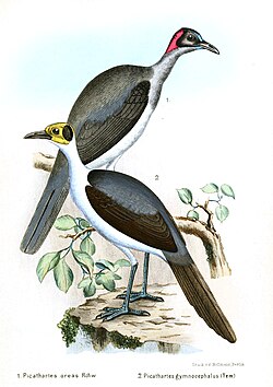 A 1902 illustration of the two species