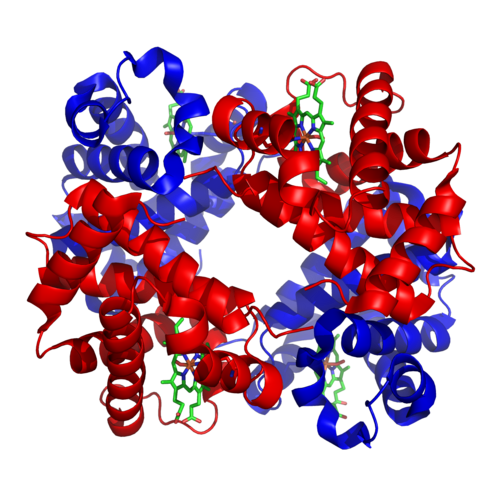 The structure of iron-containing hemoglobin. The protein subunits are in red and blue, and the iron-containing heme groups in green. From PDB: 1GZX​.