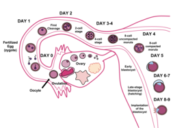 Fertilisation in humans. The sperm and ovum unite through fertilisation, creating a zygote that (over the course of 8–9 days) implants in the uterine wall, where it resides for nine months.