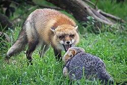 A red fox confronting a gray fox