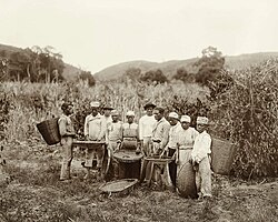 Enslaved people working on a coffee plantation in Brazil