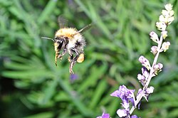 Bumblebee in flight. It has its tongue extended and a laden pollen basket.