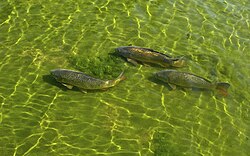 Carp in the duck pond in Herbert Park, Dublin, Ireland