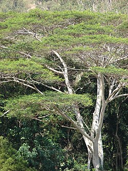 Linnaeus' Adenanthera falcataria has many other names.