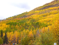 Clonal colonies of different autumnal colors on a mountainside in the Matanuska Valley in Alaska