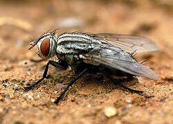 Sarcophagid showing basally plumose arista
