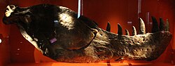 Dynamosaurus imperiosus holotype (NHMUK PV R8020, previously AMNH 5886) on display at the Natural History Museum, London