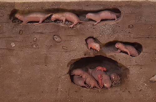 Model of naked mole-rat burrow with soldiers, workers, and queen, a social structure similar to the castes of the eusocial insects
