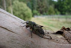 Chorus cicada (Amphipsalta zelandica), a species endemic to New Zealand