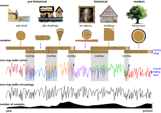 Dendrochronology studies history through the rings of trees and the chemistry of wood.[302]