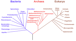 A dendrogram of the Tree of Life. This phylogenetic tree is adapted from Woese et al. rRNA analysis.[3] The vertical line at bottom represents the last universal common ancestor (LUCA).