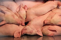 Piglets keeping warm together