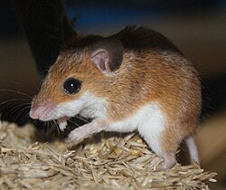 Mouse eating seeds