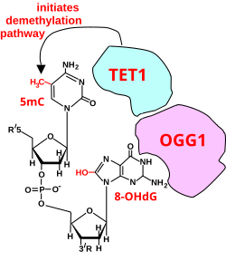 Initiation of DNA demethylation at a CpG site. In adult somatic cells DNA methylation typically occurs in the context of CpG dinucleotides (CpG sites), forming 5-methylcytosine-pG, or 5mCpG. Reactive oxygen species (ROS) may attack guanine at the dinucleotide site, forming 8-hydroxy-2'-deoxyguanosine (8-OHdG), and resulting in a 5mCp-8-OHdG dinucleotide site. The base excision repair enzyme OGG1 targets 8-OHdG and binds to the lesion without immediate excision. OGG1, present at a 5mCp-8-OHdG site recruits TET1 and TET1 oxidizes the 5mC adjacent to the 8-OHdG. This initiates demethylation of 5mC.[142]