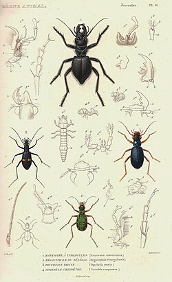 Ground beetles (green tiger beetle at bottom). 1828 edition.
