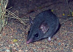 Phascogale calura