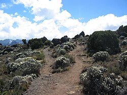 Moorland on Kilimanjaro