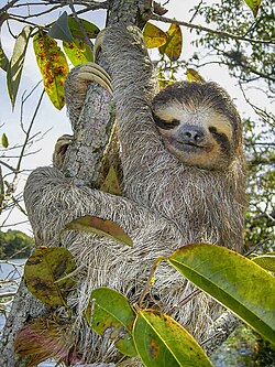 A brown-throated three-toed sloth
