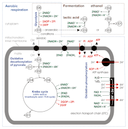 Stoichiometry of aerobic respiration and most known fermentation types in eucaryotic cell. [16] Numbers in circles indicate counts of carbon atoms in molecules, C6 is glucose C6H12O6, C1 carbon dioxide CO2. Mitochondrial outer membrane is omitted.