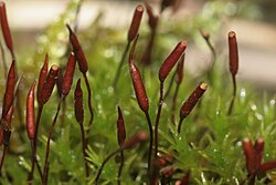 Bryophytes, such as these mosses, produce unbranched, stalked sporophytes from which their spores are released.