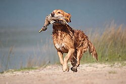 A gun dog retrieving a duck during a hunt