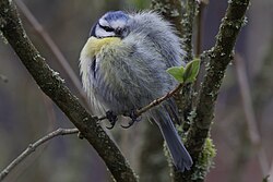 Blue tit recovering from a window strike, Czech Republic