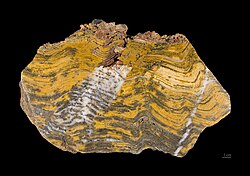 Fossilized stromatolite in Strelley Pool chert, about 3.4 billion years old,[1] from Pilbara Craton, Western Australia