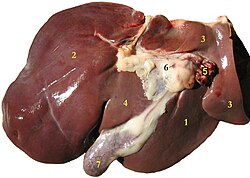 The liver and gallbladder of a sheep