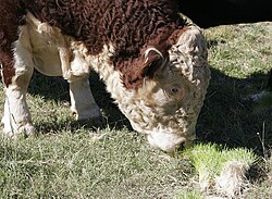 Bull feeding on grass