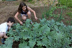 Children collecting leaves of red Russian kale (Brassica napus L. subsp. napus var. pabularia (DC.) Alef.) in a family vegetable garden