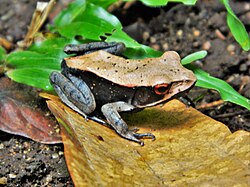 Bicolored frog (Clinotarsus curtipes) is native to the Western Ghats of India and found nowhere else (endemic)