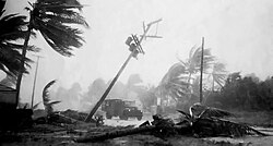 Downed palms and utility poles in South Florida