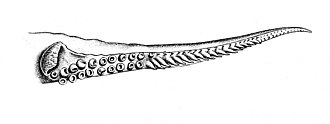 Hectocotylus of Uroteuthis duvauceli: one tentacle of the male is adapted for transferring the spermatophore.