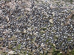 Part of a U. a. californica colony, Farallon Islands, California